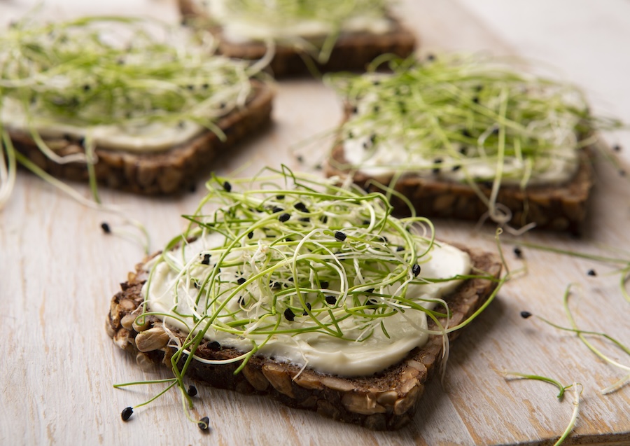 La germination simplifiée : guide du débutant pour cultiver des graines germées à la maison
