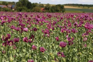 Plantes médicinales : de la Grèce antique à aujourd’hui