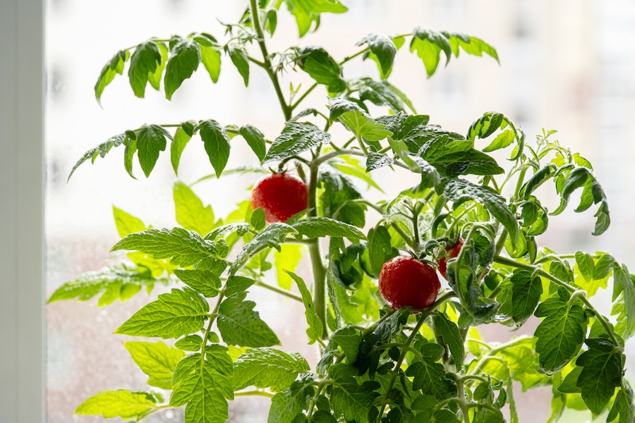 Les plantes peuvent parler : lorsqu’elles sont déshydratées, blessées ou stressées, elles émettent des sons à haute fréquence