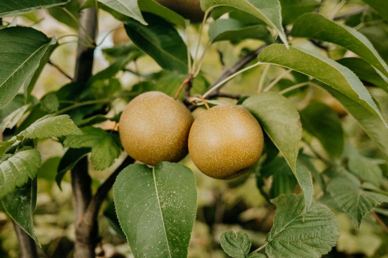 La poire, des jardins de l’Antiquité aux tables royales à nos jours
