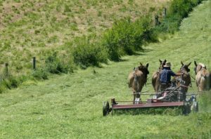 Les Amish vivent simplement, mais ne les confondez pas avec les écologistes