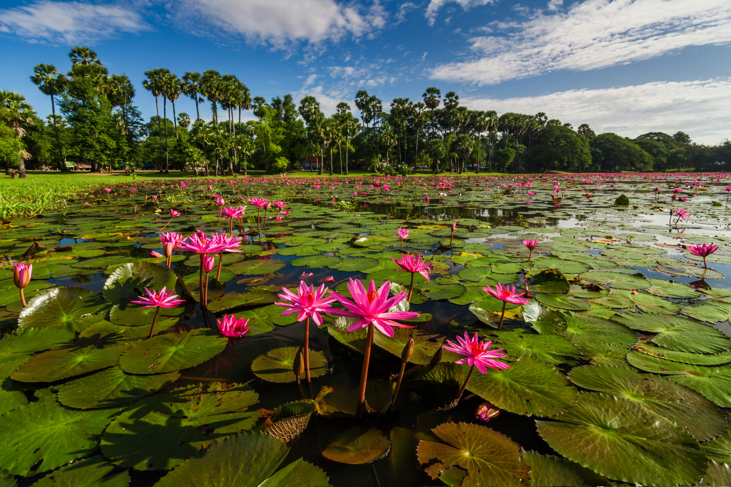 La loi du Lotus : pourquoi la dernière étape est-elle la plus difficile sur la voie du succès