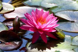La loi du Lotus : pourquoi la dernière étape est-elle la plus difficile sur la voie du succès