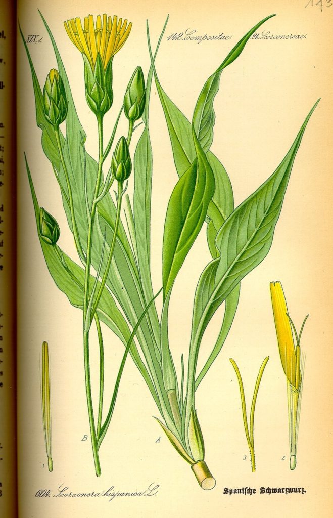 Le salsifis : une racine ancestrale au charme actuel
