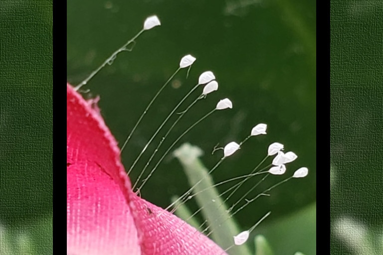 La fleur d’Udumbara : bénédictions et promesse célestes