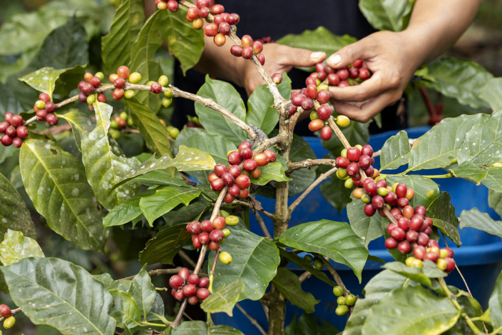 Journée internationale du café 2025 : coopératives, solidarité et solutions durables