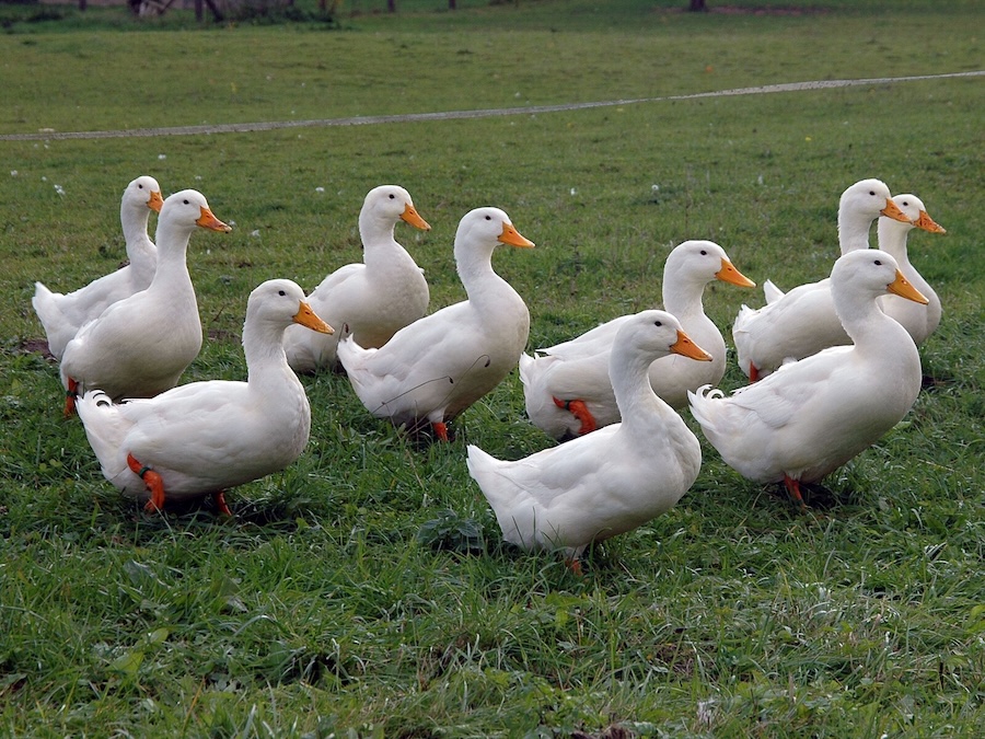 Canard braisé au gingembre : un plat culinaire et médicinal riche de plus de 3 000 ans d’histoire