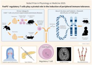 Le prix Nobel décerné pour la découverte des gardiens de sécurité du système immunitaire