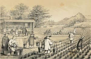 À la découverte de la riche culture du thé en Chine : du quotidien au médicinal, du cérémonial au spirituel  À la découverte de la riche culture du thé en Chine : du quotidien au médicinal, du cérémonial au spirituel
