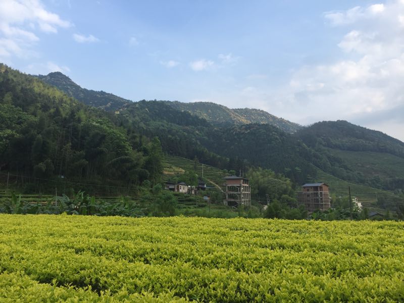 À la découverte de la riche culture du thé en Chine : du quotidien au médicinal, du cérémonial au spirituel