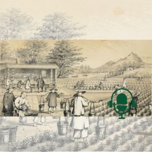 À la découverte de la riche culture du thé en Chine du quotidien au médicinal, du cérémonial au spirituel PODCAST