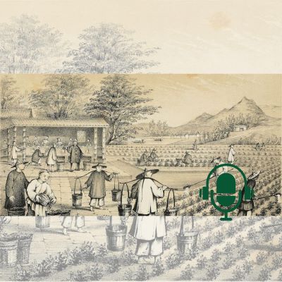 À la découverte de la riche culture du thé en Chine du quotidien au médicinal, du cérémonial au spirituel PODCAST