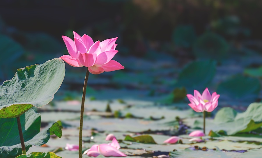 L’influenceur le plus lent au monde prône la pleine conscience rurale et l’art du silence numérique