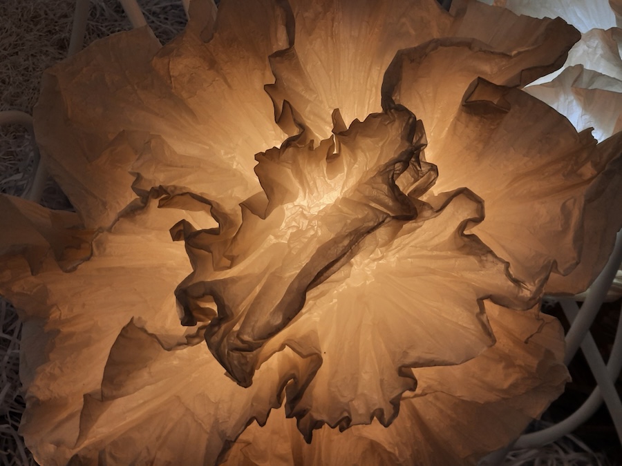 Junior Fritz Jacquet : Sculpteur de papier
