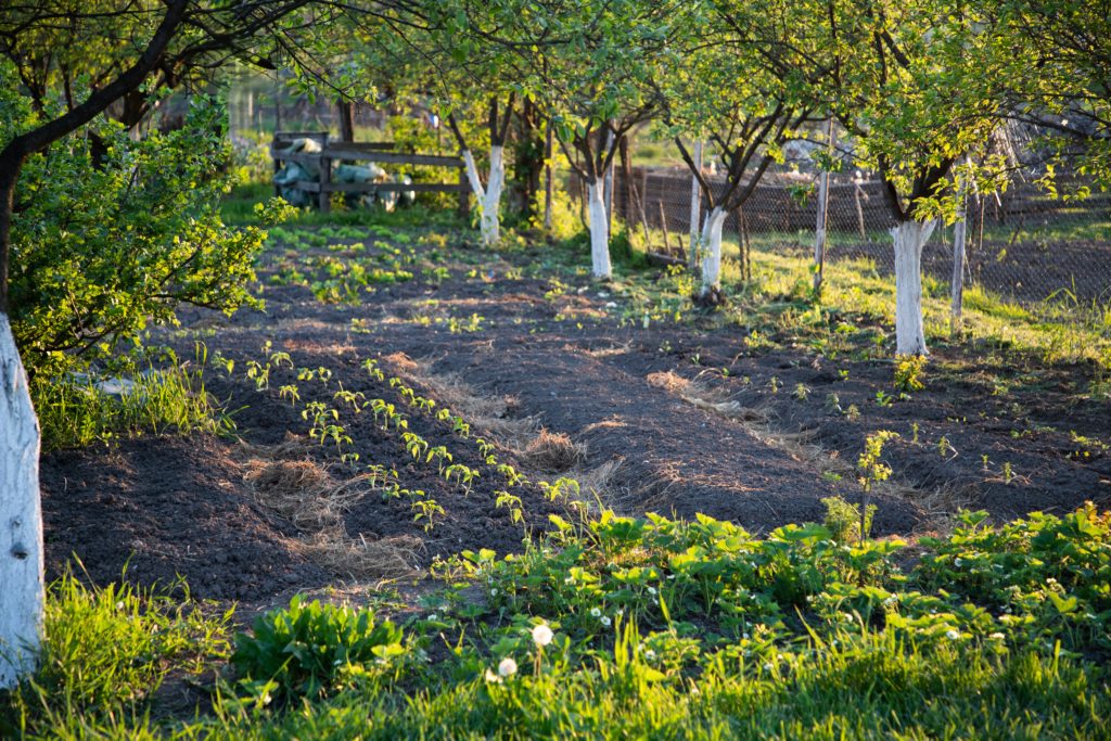 Les microfermes, accessibles et productives, portent le sens initial de l'agriculture