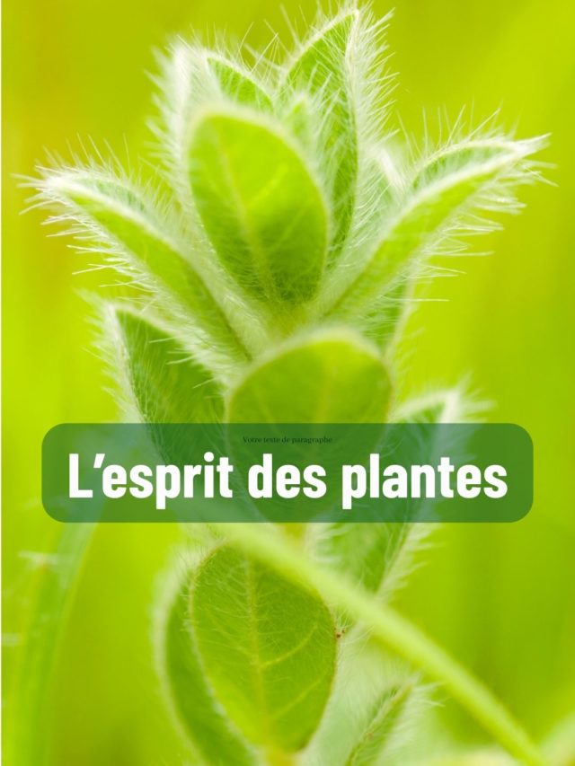 L&rsquo;esprit des plantes