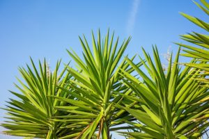 La sensibilité des plantes : les plantes pourraient manifester des formes de conscience surprenantes