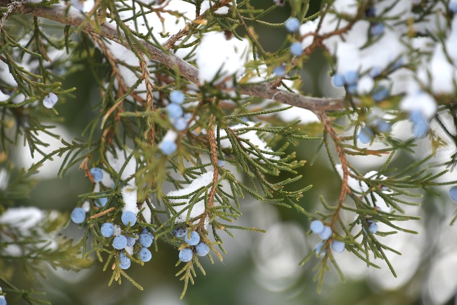 La sensibilité des plantes : les plantes pourraient manifester des formes de conscience surprenantes