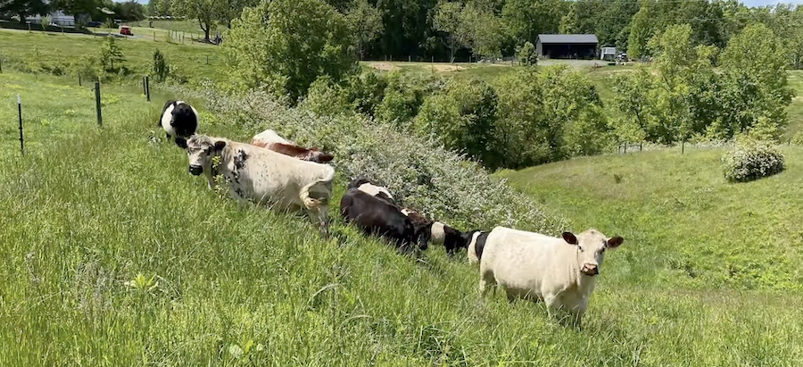 Le bœuf cultivé en laboratoire peut-il vraiment répondre à la demande mondiale de viande 