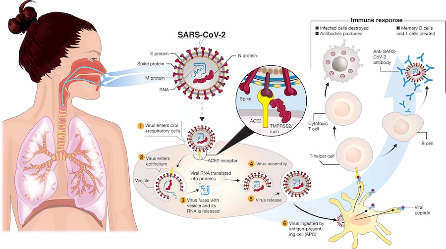 Donald Trump a révélé des informations top secrètes sur la pandémie de Covid-19