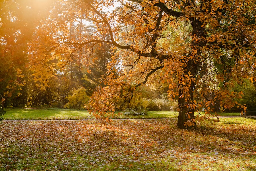 Le pouvoir de la définition d’objectifs saisonniers : aligner ses ambitions sur les cycles de la nature
