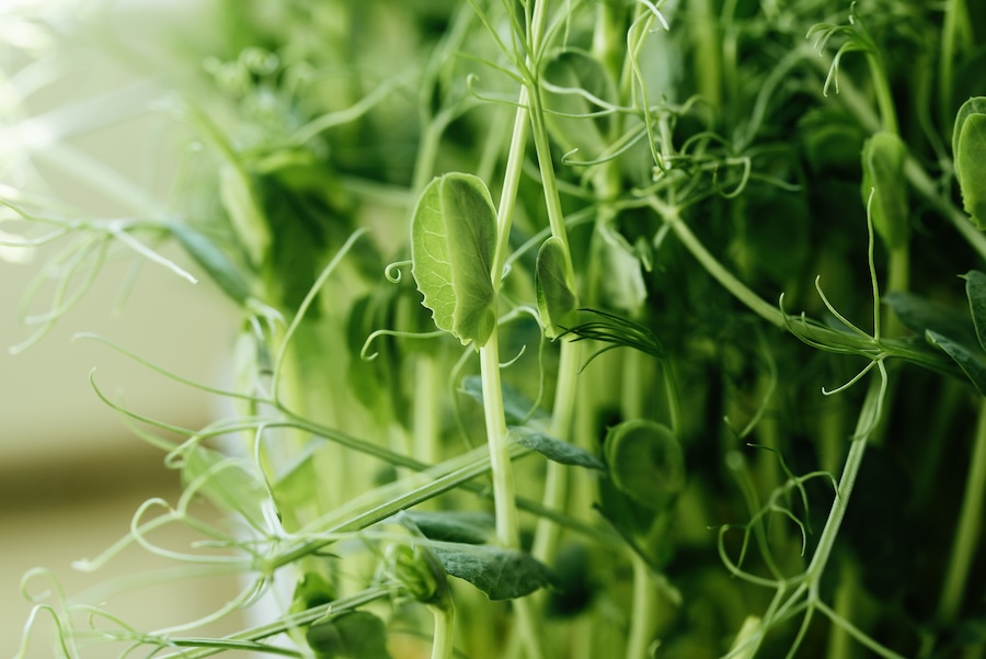 Cinq légumes verts dont votre corps a réellement besoin selon la médecine traditionnelle chinoise