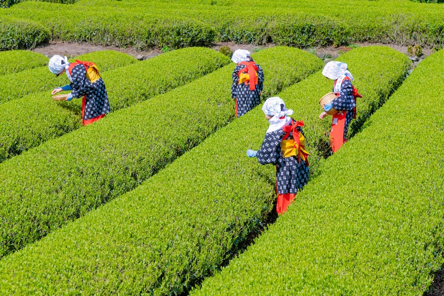 La crise du matcha au Japon : comment une hausse des prix de 170 % a révélé la fragilité d’une industrie vieille de plusieurs siècles