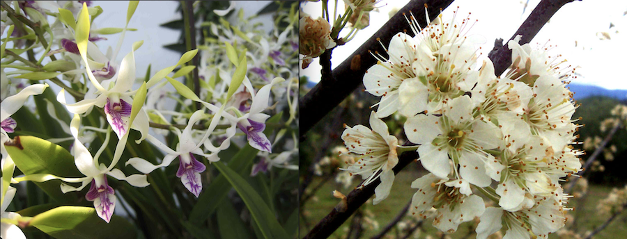 Sur les traces des racines de la culture traditionnelle chinoise à travers les fleurs et les plantes
