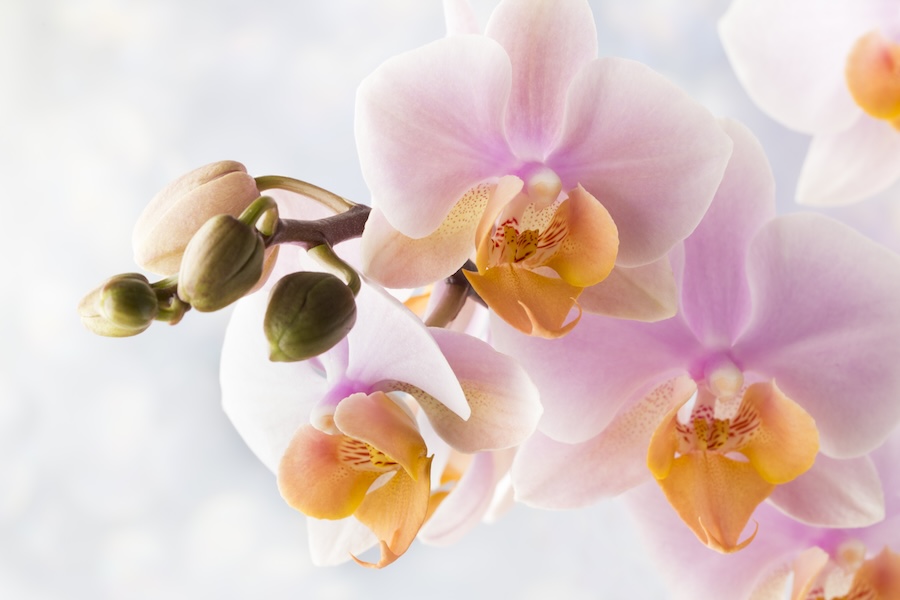 Sur les traces des racines de la culture traditionnelle chinoise à travers les fleurs et les plantes
