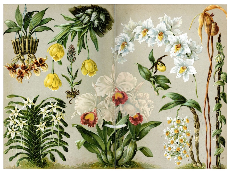 Sur les traces des racines de la culture traditionnelle chinoise à travers les fleurs et les plantes
