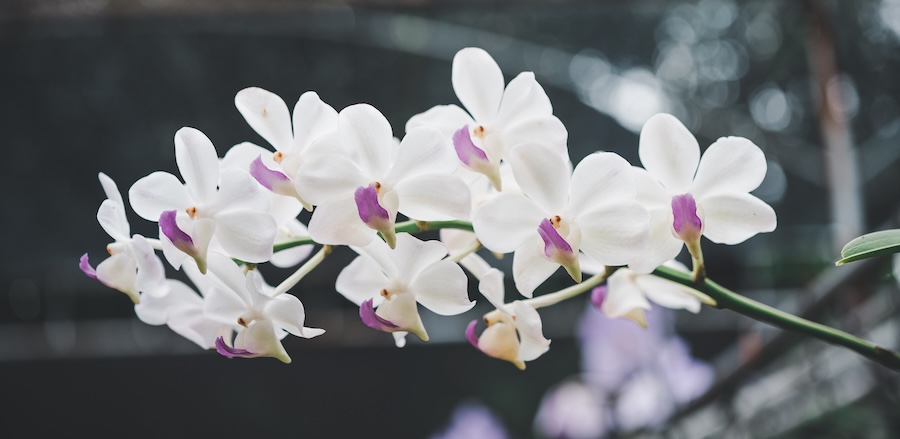 Sur les traces des racines de la culture traditionnelle chinoise à travers les fleurs et les plantes
