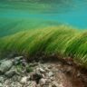 Les herbiers marins peuvent-ils sauver nos océans?