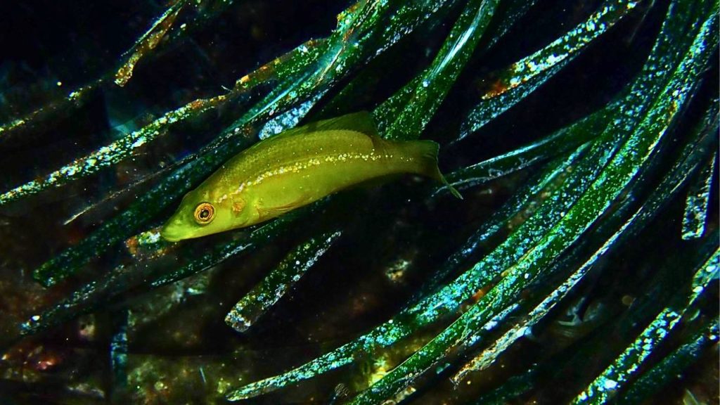 Les herbiers marins peuvent-ils sauver nos océans?