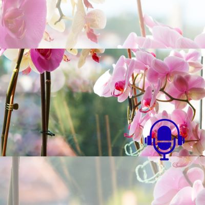 Sur les traces des racines de la culture traditionnelle chinoise à travers les fleurs et les plantes PODCAST