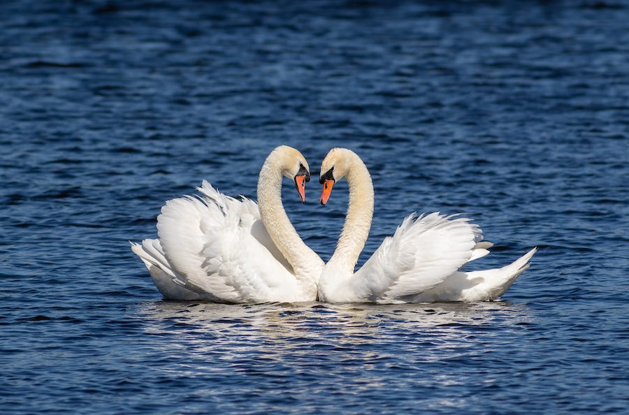 La fidélité inébranlable des cygnes : un exemple pour le monde d’aujourd’hui
