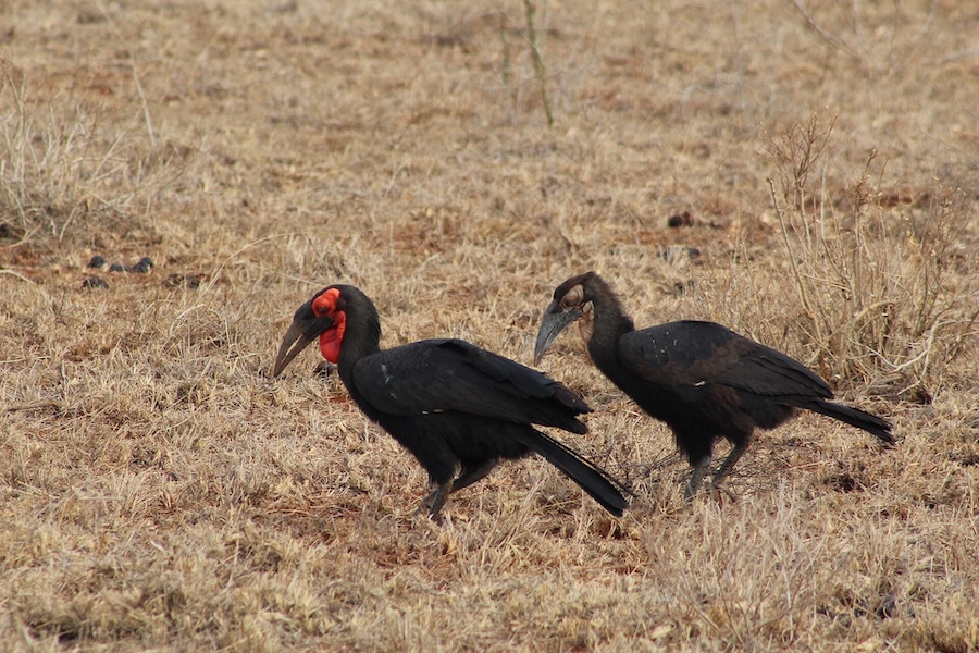 La fidélité inébranlable des cygnes : un exemple pour le monde d’aujourd’hui