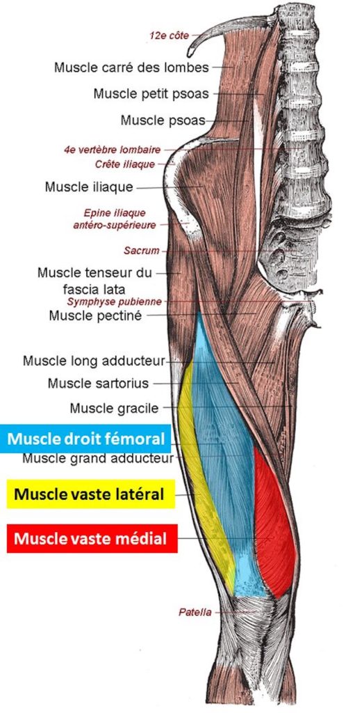 La sarcopénie, une affection caractérisée par une fonte musculaire, est désormais une maladie reconnue, mais nous pouvons tous nous en protéger
