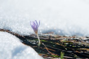 Jardinage en mars : seize tâches à accomplir ce mois-ci