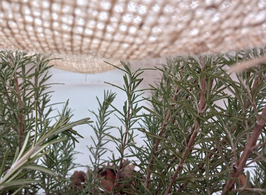 Jardinage en mars : seize tâches à accomplir ce mois-ci
