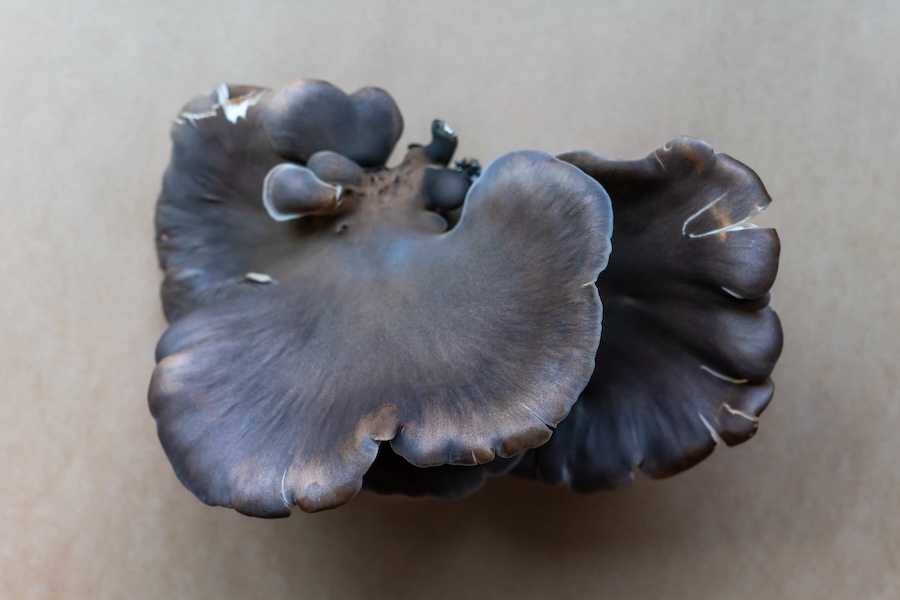 Cinq conseils pour protéger les reins