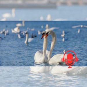 La fidélité inébranlable des cygnes un exemple pour le monde d’aujourd’hui PODCAST