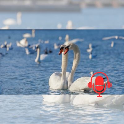 La fidélité inébranlable des cygnes un exemple pour le monde d’aujourd’hui PODCAST