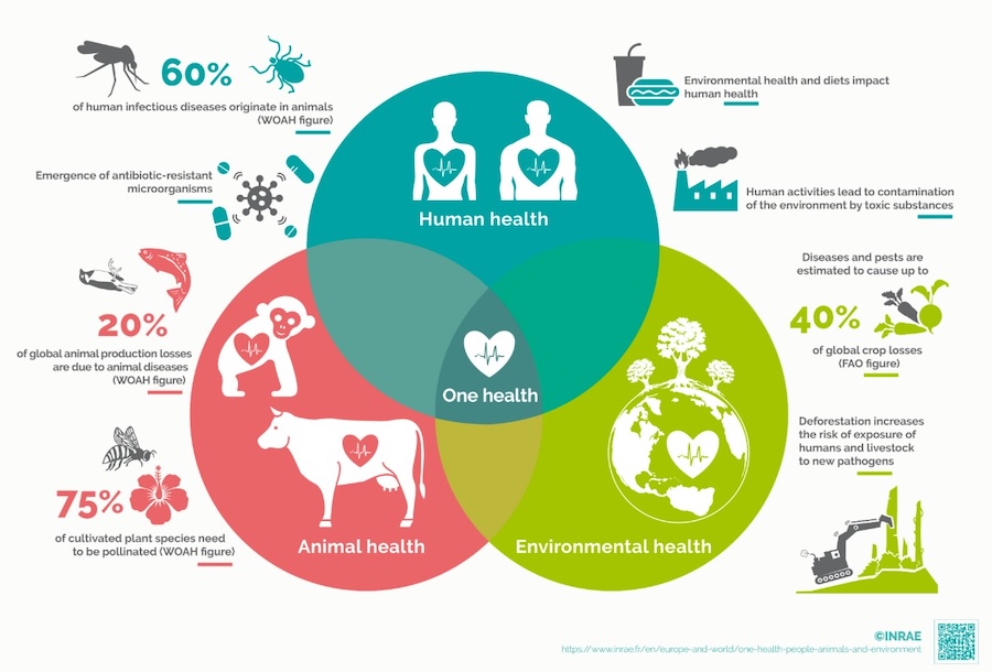 Lyon, capitale de la santé globale : entre diplomatie scientifique et sagesse millénaire