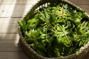 Les bienfaits de l’armoise : comment cette plante traditionnelle est utilisée pour la santé et la guérison