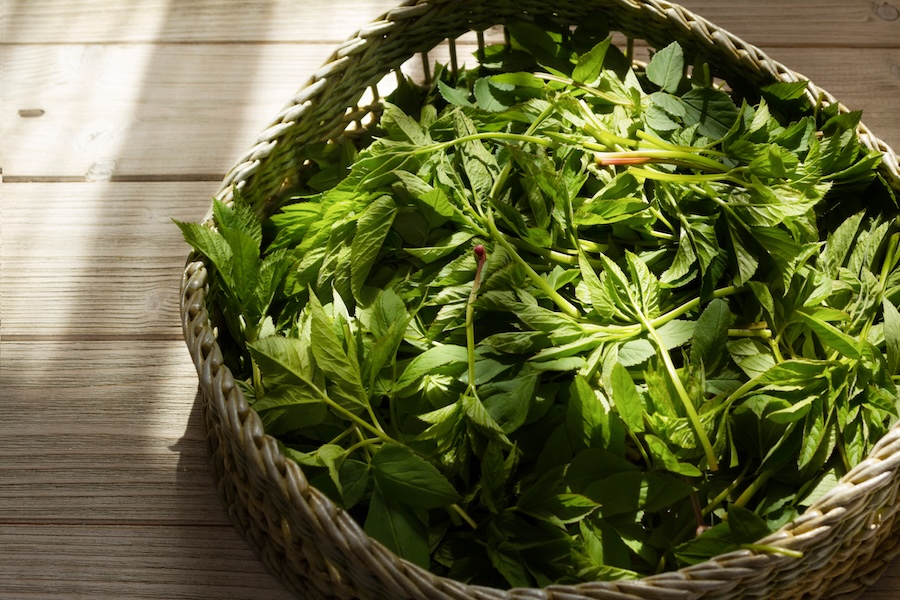 Les bienfaits de l’armoise : comment cette plante traditionnelle est utilisée pour la santé et la guérison