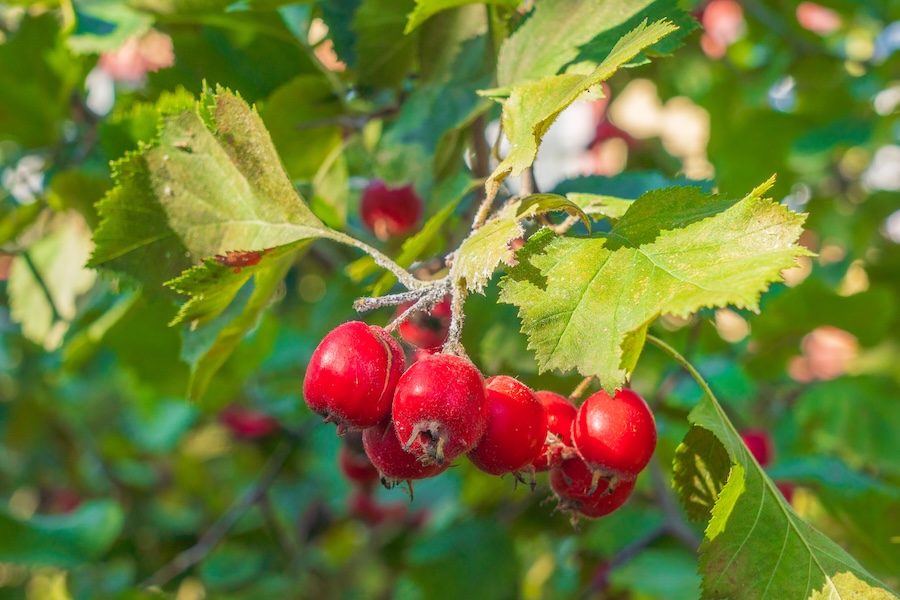 L’aubépine de Chine : légende, bienfaits et 3 recettes faciles