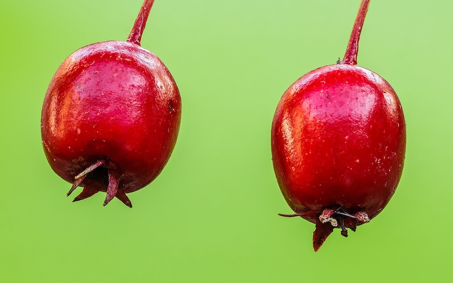 L’aubépine de Chine : légende, bienfaits et 3 recettes faciles
