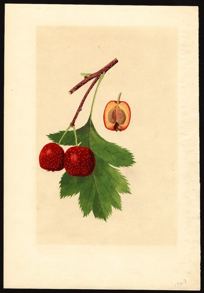 L’aubépine de Chine : légende, bienfaits et 3 recettes faciles
