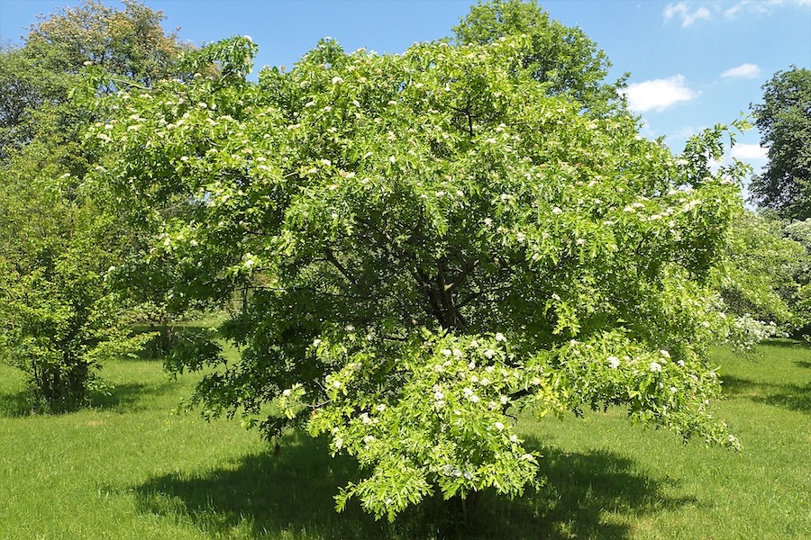 L’aubépine de Chine : légende, bienfaits et 3 recettes faciles
