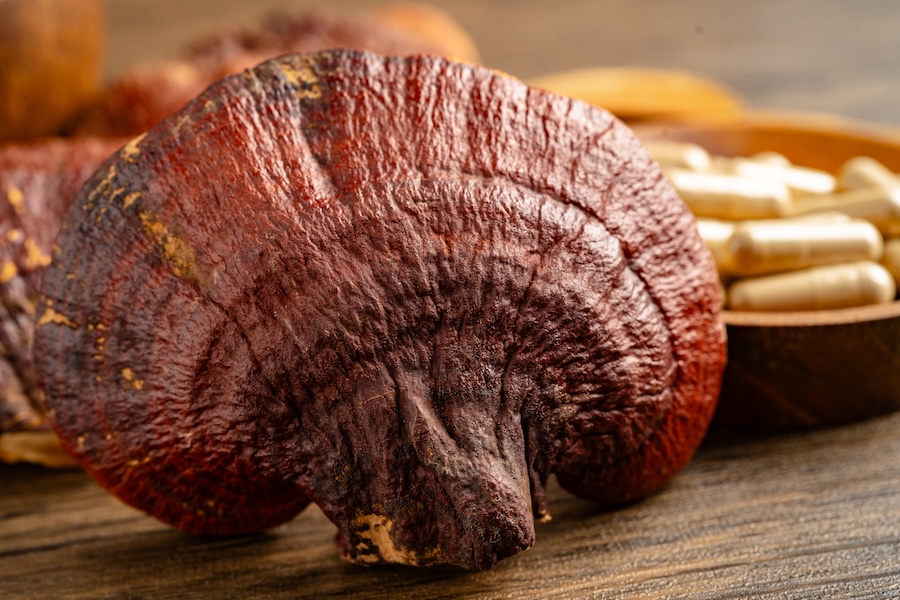 La légende du champignon Lingzhi, symbole d’immortalité